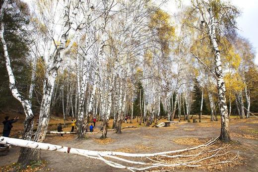 2023新疆之旅—约会喀纳斯深度8日游 商品图1