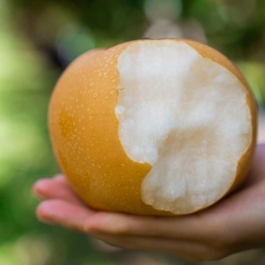 【脆甜多汁】山东秋月梨 细腻无渣超甜 商品图5