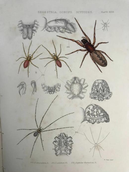 1861-1864年 大不列颠与爱尔兰蜘蛛史（全2卷） 29页手工上色版画插图 平装8开 商品图14