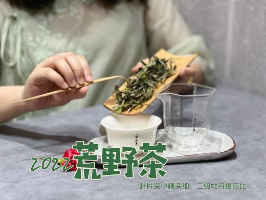 【连续4年口碑】一款极其稀缺的特制荒野茶2022《荒野老枝》，它的主人不缺钱，随性子采摘（60克罐装） 商品图7