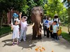 【国庆大象义工亲子营丨跟随亚洲象的步伐探索西双版纳】原始热带雨林亲子徒步｜走进中国面积最大的中科院植物园｜当一回「亚洲象志愿者」获得志愿者证书+公益时长｜走进古老村寨，探寻少数民族文化，制作非遗手工 商品缩略图1