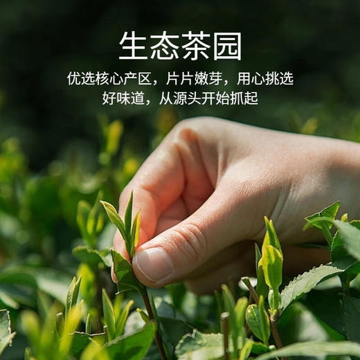 浦桥玉剑绿茶200g竹盒装 商品图2