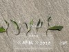 【稀缺级白茶】2020辞秋，香甜如花蜜，茶汤嫩滑如豆腐，带着微微的薄荷气息 商品缩略图2