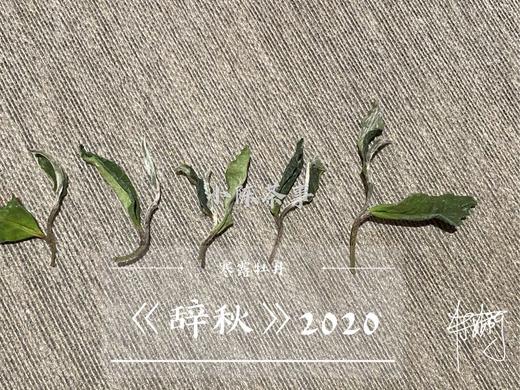 【稀缺级白茶】2020辞秋，香甜如花蜜，茶汤嫩滑如豆腐，带着微微的薄荷气息 商品图2