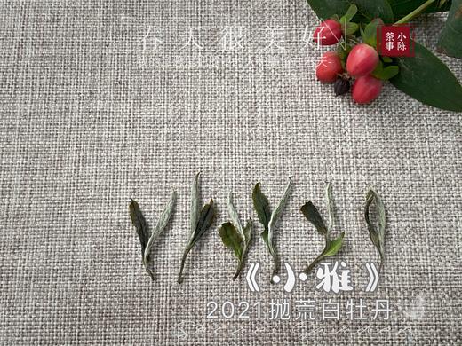 【抛荒白茶品鉴装】2021抛荒高级白牡丹《小雅》带着桂花香，汤水极鲜，极嫩，仿佛豆花初初出炉 商品图3