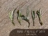 2019高山牡丹王（特级白牡丹）晨露，毫香野韵的高山白茶典范 商品缩略图3