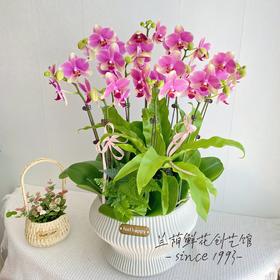 变色彩虹//蝴蝶兰进口苗10株~花苞多花期长/送老师送客户首选/配送到家