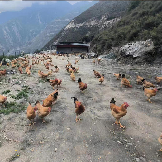 高原藏香风干鸡（约1.5斤/只）养殖时间450天以上 商品图9