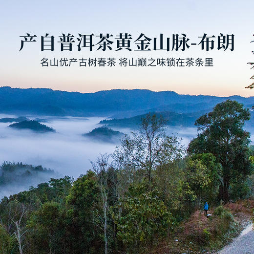 2023年五星砖王30g/盒免撬小方片云南布朗山古树春茶浓强甘甜普洱生茶 商品图2