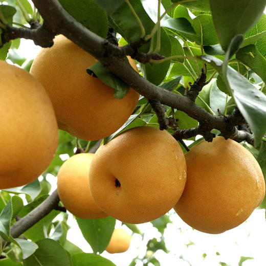 莱阳秋月梨4.6斤 应季水果果园现摘现发新鲜脆甜多汁各大爆甜 商品图0