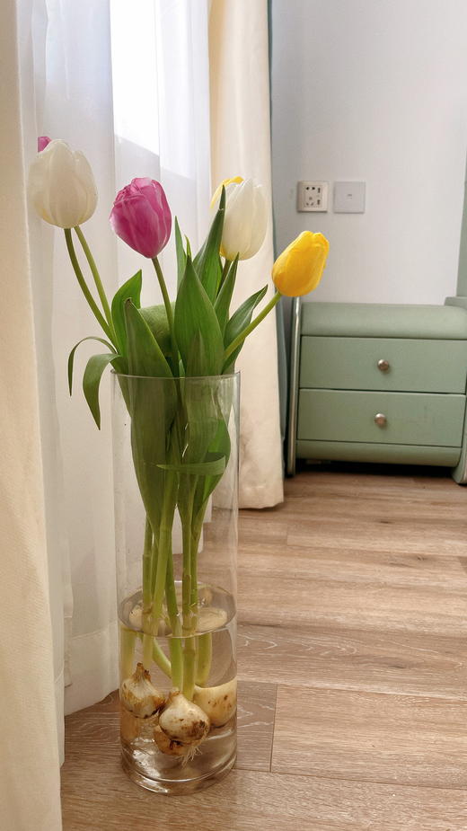 【水培郁金香种植套装】进口郁金香种球5颗+玻璃瓶1个+鹅卵石若干+多菌灵1包/份 品种随机 （上海仓） 商品图2