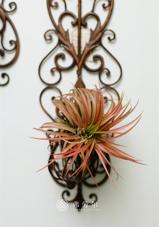 JT空气凤梨-维多利亚大 商品图0