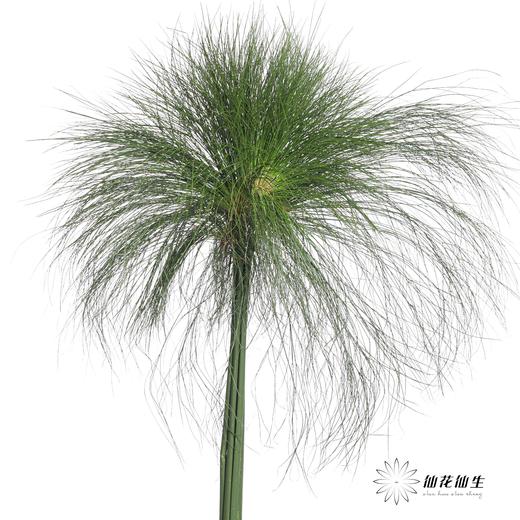 叶材 | 沙草 商品图0