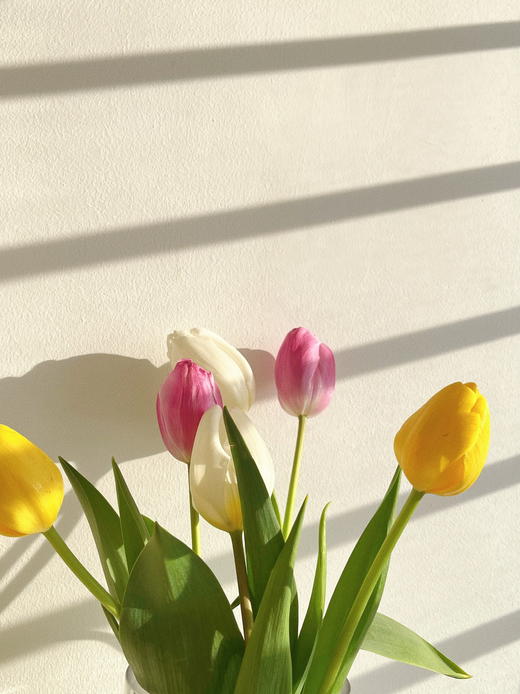 【水培郁金香种植套装】进口郁金香种球5颗+玻璃瓶1个+鹅卵石若干+多菌灵1包/份 品种随机 （上海仓） 商品图6