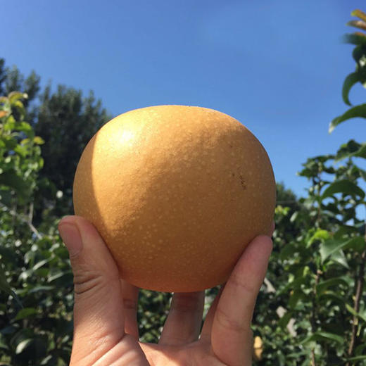 莱阳秋月梨4.6斤 应季水果果园现摘现发新鲜脆甜多汁各大爆甜 商品图6