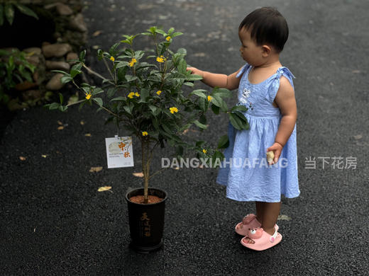 【秋意浓.四季桂花盆栽】3.5年四季桂花当年开花（35-40cm）1盆+带白色菱形花盆（是白色花盆不是黑色花盆）（上海2） 商品图4