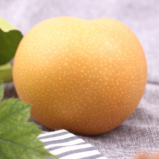 莱阳秋月梨4.6斤 应季水果果园现摘现发新鲜脆甜多汁各大爆甜 商品图5