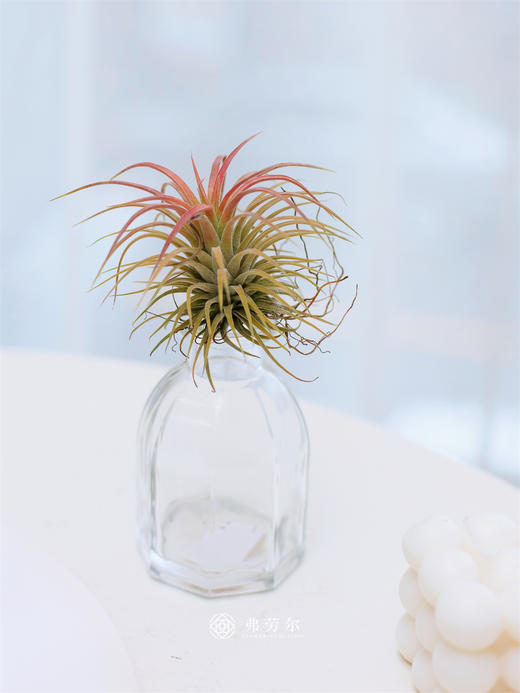 JT空气凤梨-小精灵 商品图0