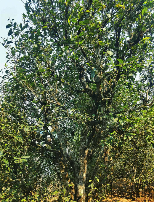 芝颜 沉檀香韵 古树秋茶 2022秋茶 茶样 商品图2