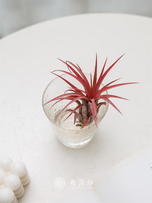 JT空气凤梨-维多利亚小 商品图0