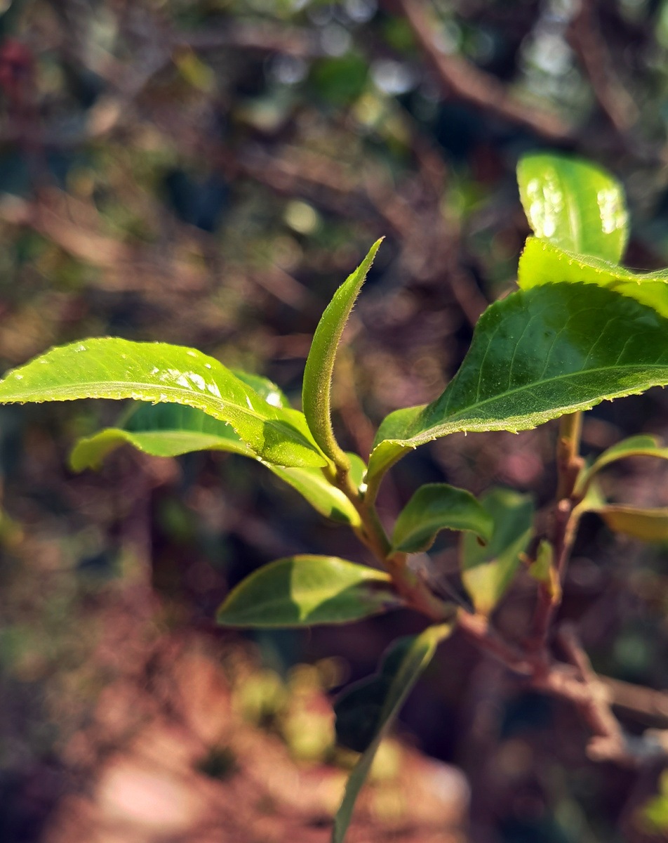 芝颜 沉檀香韵 古树秋茶 2022秋茶 茶样