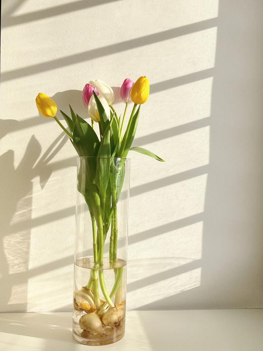 【水培郁金香种植套装】进口郁金香种球5颗+玻璃瓶1个+鹅卵石若干+多菌灵1包/份 品种随机 （上海仓） 商品图8