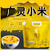 山西广灵特产南百疃黄小米2.5kg袋装 商品缩略图4