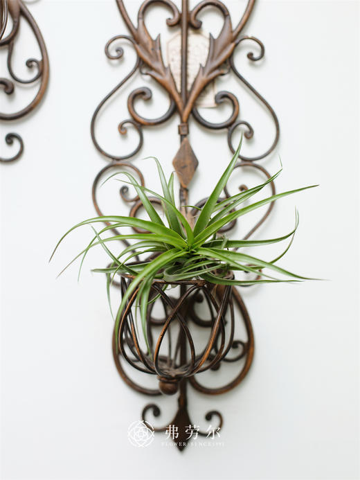 JT空气凤梨-超贝 商品图0