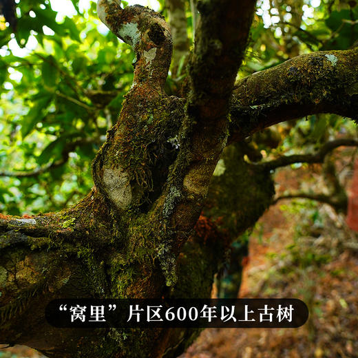 【月底冲刺！掌柜补贴！！成提超值福利】【凤凰山】2022年挑树头春头采只采优质向阳片区资源，联合凤凰山企业联合出品更具收藏价值 商品图1