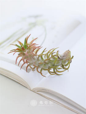 JT空气凤梨-弯汉精灵