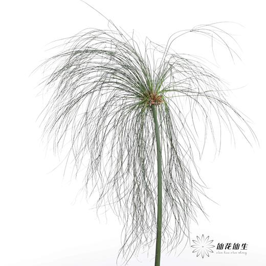 叶材 | 沙草 商品图4