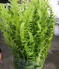 蕨叶 商品缩略图0