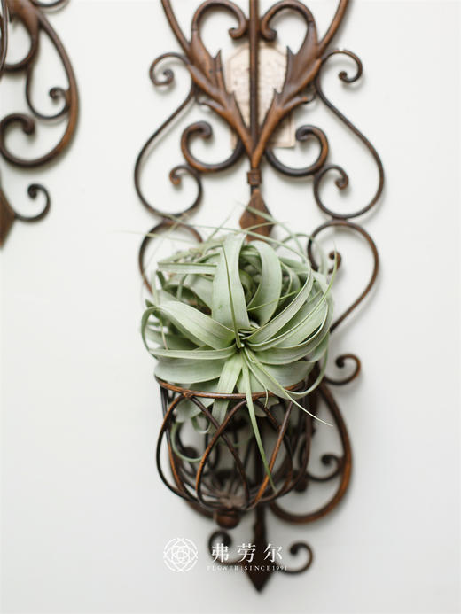 JT空气凤梨-莎博精灵 商品图0