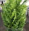 蕨叶 商品缩略图1