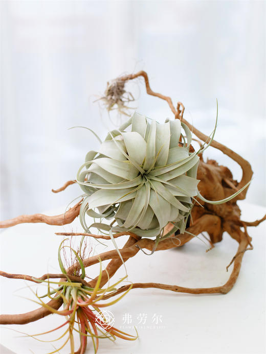 JT空气凤梨-霸王 商品图0