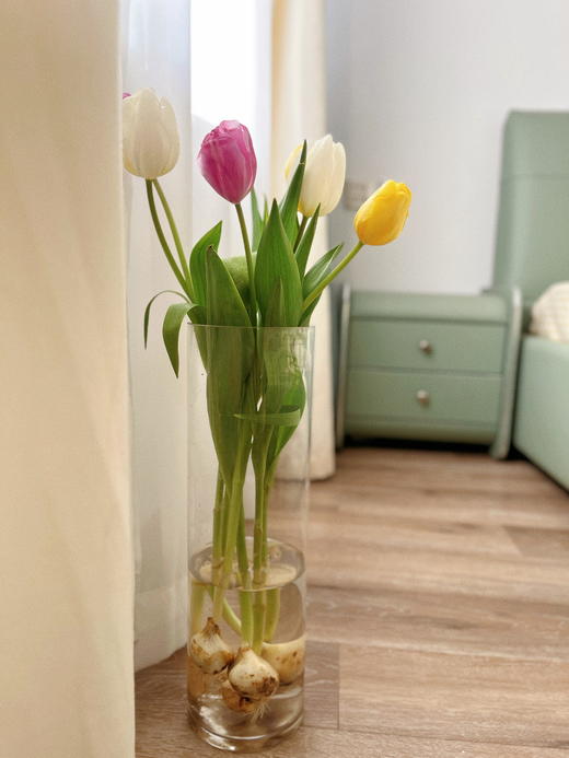 【水培郁金香种植套装】进口郁金香种球5颗+玻璃瓶1个+鹅卵石若干+多菌灵1包/份 品种随机 （上海仓） 商品图3