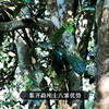 【618导火索】【临沧味道】集临沧勐库十八寨古树精华，做临沧标杆韵味成本价357克/饼 300-500年古茶 商品缩略图8