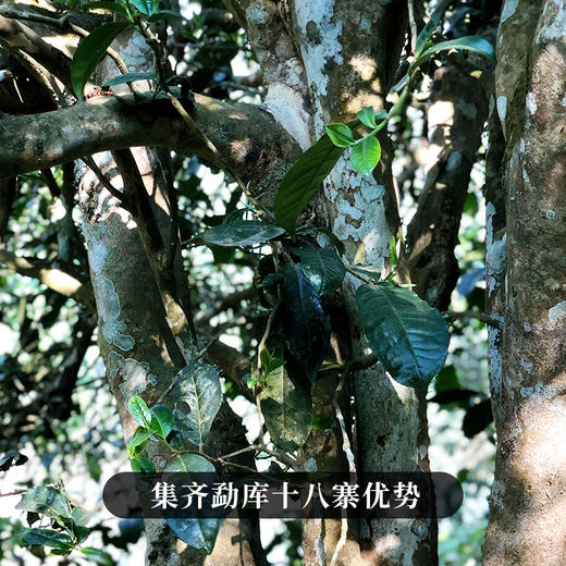 【618导火索】【临沧味道】集临沧勐库十八寨古树精华，做临沧标杆韵味成本价357克/饼 300-500年古茶 商品图8