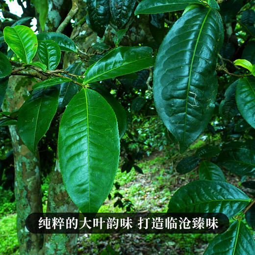 【618导火索】【临沧味道】集临沧勐库十八寨古树精华，做临沧标杆韵味成本价357克/饼 300-500年古茶 商品图1