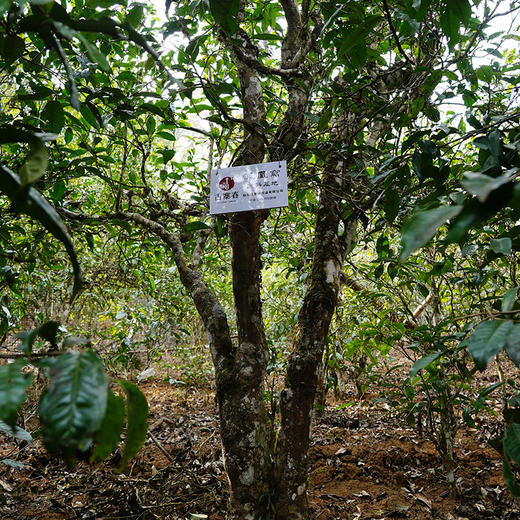 【月底冲刺！掌柜补贴！！成提超值福利】【凤凰山】2022年挑树头春头采只采优质向阳片区资源，联合凤凰山企业联合出品更具收藏价值 商品图3