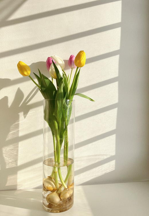 【水培郁金香种植套装】进口郁金香种球5颗+玻璃瓶1个+鹅卵石若干+多菌灵1包/份 品种随机 （上海仓） 商品图5