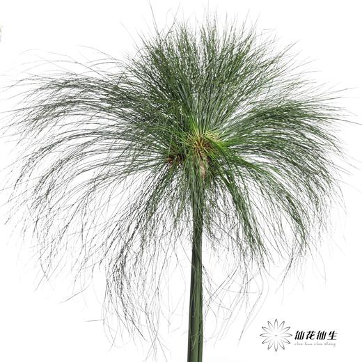 叶材 | 沙草 商品图3