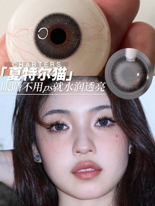 SugarPlum夏特尔猫 硅水凝胶（年抛型） 商品图0