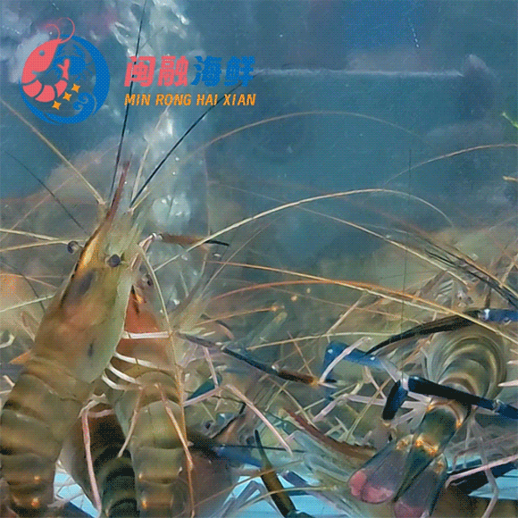 鲜活罗氏虾 /斤