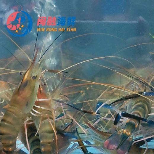 鲜活罗氏虾 /斤 商品图0