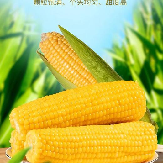 内蒙河套  鲜糯玉米 商品图1