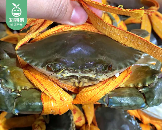 本港鲜活燕母鲟/1只（150-200g） 商品图2