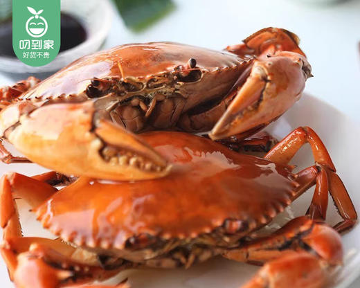 本港鲜活燕母鲟/1只（150-200g） 商品图4