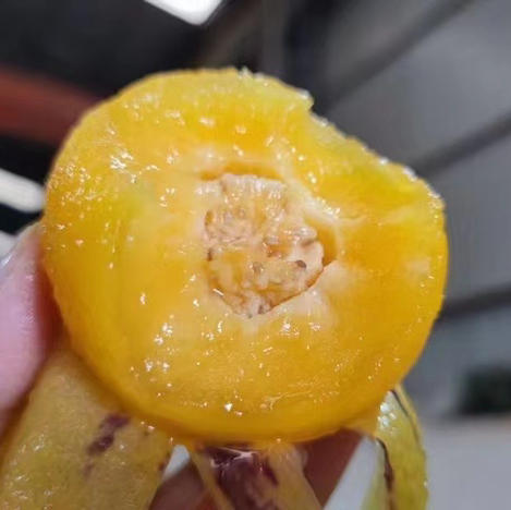 云南七彩人参果 商品图0