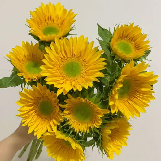 绿心向日葵 10支/扎 颜色深浅略有差异 以实物为准 云南基地发货（价格已包含包装费用） 运费以实际为准，多退少补。 商品图1